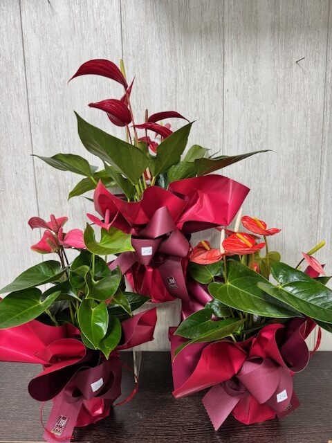 PLANTA A14